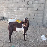 پازن اسراییلی