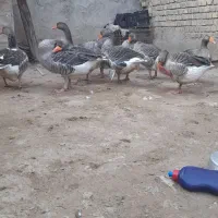 ۹عدد غاز سالم وتخم گذار|حیوانات مزرعه|سوسنگرد, |دیوار