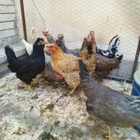 مرغ لری و گلین یکساله تخمگذار