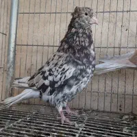 هفت رنگ دم سفید درجه یک