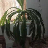 گل ذرتی بزرگ وشاداب