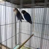 طوطی کوتوله