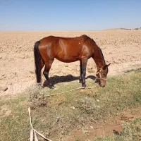 اسب مادیون|اسب و تجهیزات اسب‌سواری|شیروان (خراسان), |دیوار