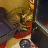 واگذاری موقت