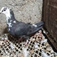 یک جفت جوجه واکسن خورده پلاکی|پرنده|بیرجند, |دیوار