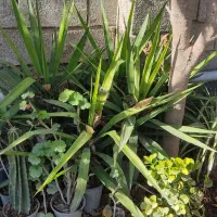 گیاه یوکا|گل و گیاه طبیعی|سیمین شهر, |دیوار