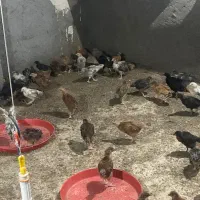 جوجه ای محلی دورگ