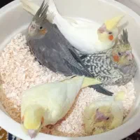 عروس هلندی