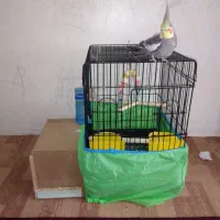 عروس هلندی