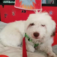 سگ نژاد دار ماده سالم و سرحال|سگ|کهریزک, |دیوار