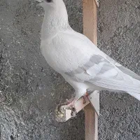 کفتر شهری و پلاکی|پرنده|شیراز, هفت تنان|دیوار