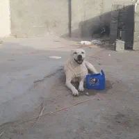 فروش سگ|سگ|زاهدان, |دیوار