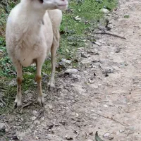 گوسفندماده سالم