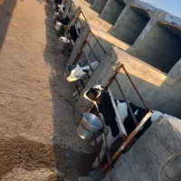 فروش گوساله شیری