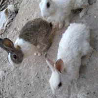 خرگوش مولد ماده دونه ای ۵۰