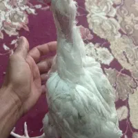 مرغ اصل لاری|حیوانات مزرعه|سراوان, |دیوار