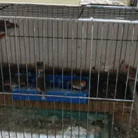 فنج مولد|پرنده|شاهین دژ, |دیوار