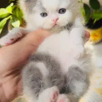 پرشین(اگزوتیک لانگ هیر)اصیل