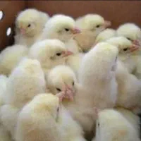 جوجه گوشتی راس|حیوانات مزرعه|قم, نیروگاه|دیوار