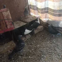 کبوتر|پرنده|سراوان, |دیوار