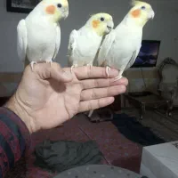 عروس هلندی دستی سخنگو