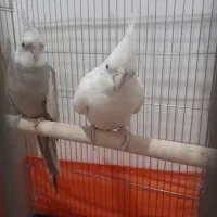 جفت عروس باقفس بزرگ کاسکویی روتخم نطفه دار