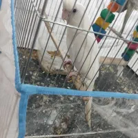 عروس هلندی