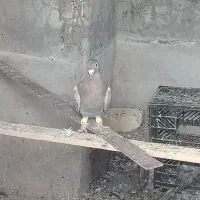 کبوتر|پرنده|طسوج, |دیوار