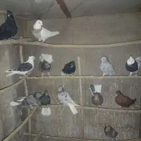 چند جفت کبوتر سرور دم سفید زاغ دم سفید