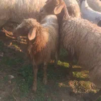 گوسفند و بره