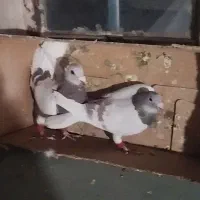 نرماده پیازی