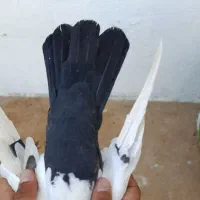 کفتر دم سیاه|پرنده|شیراز, نیستان|دیوار