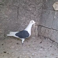 نر پرشی|پرنده|وحدتیه, |دیوار