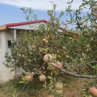 باغ زیبای سیب