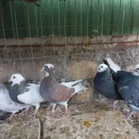 کفتر معاوضه با مرغ و جوجه|پرنده|بم, |دیوار