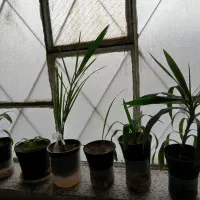 یوگا. نخل خرما. نهال پرتقال.نارنج. لیموشیرین و ترش|گل و گیاه طبیعی|کرمانشاه, |دیوار