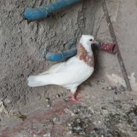 یه جفت طوقی ..|پرنده|ایلام, |دیوار