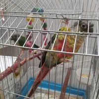 پرنده مولد با تخم و جوجه