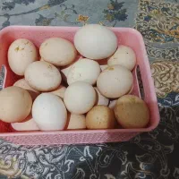 تخم مرغ محلی ودزرده محلی دونه ای8