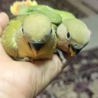 طوطی برزیلی