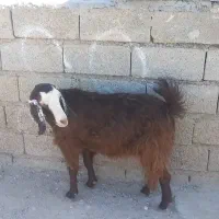 بز چاق کشتاری