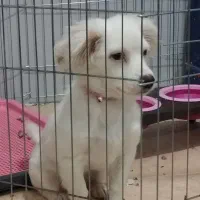 پامر روباهی|سگ|کرج, شهرک امیر المومنین|دیوار