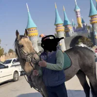 اسب ترکمن پرشی