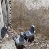 کبوتر|پرنده|داراب, |دیوار