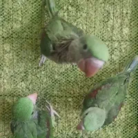 انواع طوطی سرلاکی