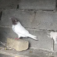 نر کله سرخ مهر|حیوانات|شهریار, فرارت|دیوار