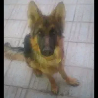 سگ ژرمن اصل ماده|سگ|فارسان, |دیوار