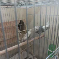 عروس هلندی|پرنده|شیراز, کفترک|دیوار