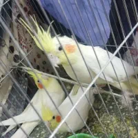 جفت عروس هلندی