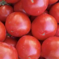 گوجه فرنگی درجه یک با آب چاه